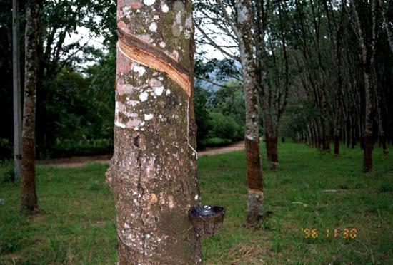 Rubber market news abcde 427