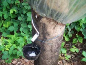 Indonesia beckons Indian rubber investments with availability of resources r rubbermarketnews 141 400x300 300x225 